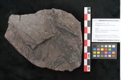 Foto (Objekt + Etikett) von Noeggerathia palmaeformis Goeppert (NHMW-GEO-2024-0188-10754)